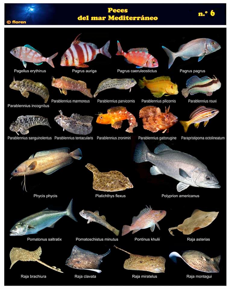 Especies del Mediterráneo – Centro de Buceo del Sureste – BachiSub – Buceo  en Mazarrón